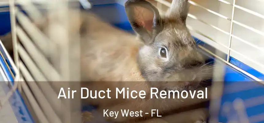 Air Duct Mice Removal Key West - FL