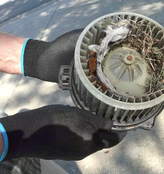 About Air Duct Mice Removal in Key West, FL